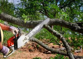 Seasonal Cleanup (Spring/Fall) in Federalsburg, MD