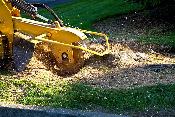 Best Sod Installation  in Federalsburg, MD