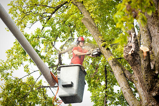 How Our Tree Care Process Works  in  Federalsburg, MD